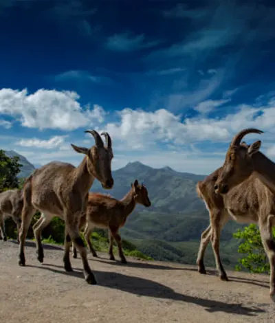 eravikulam national park tickets booking