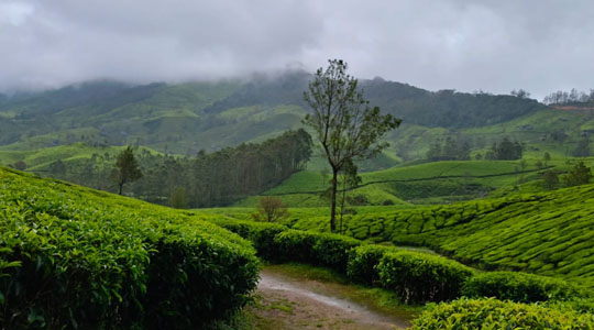 places to visit in Munnar - chinnakanal
